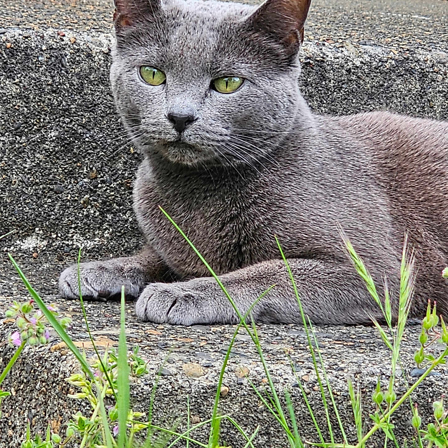 Lucy G Fur is registered to the contest to win money with this photo: animal, cat, closeup, concrete, ears, feline, grass, green_eyes, grey_cat, nature, outdoor, paw, pet, plants, portrait, relaxed, resting, steps, whiskers, wildflowers