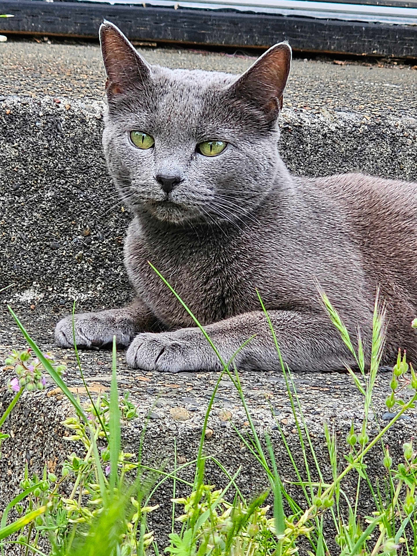 Lucy G Fur is registered to the contest to win money with this photo: cat, grey_cat, green_eyes, concrete, steps, outdoor, grass, plants, wildflowers, feline, resting, animal, nature, closeup, portrait, pet, whiskers, ears, paw, relaxed