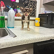 Doffy is registered to the contest to win money with this photo: puppy, dog, kitchen, countertop, tongue_out, dish_soap, microwave, spice_rack, plush_toys, flowers, sink, bottle, cabinet, household_items, pet, small_dog, indoor, cute, standing, tongue