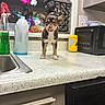 puppy, dog, kitchen, countertop, tongue_out, dish_soap, microwave, spice_rack, plush_toys, flowers, sink, bottle, cabinet, household_items, pet, small_dog, indoor, cute, standing, tongue