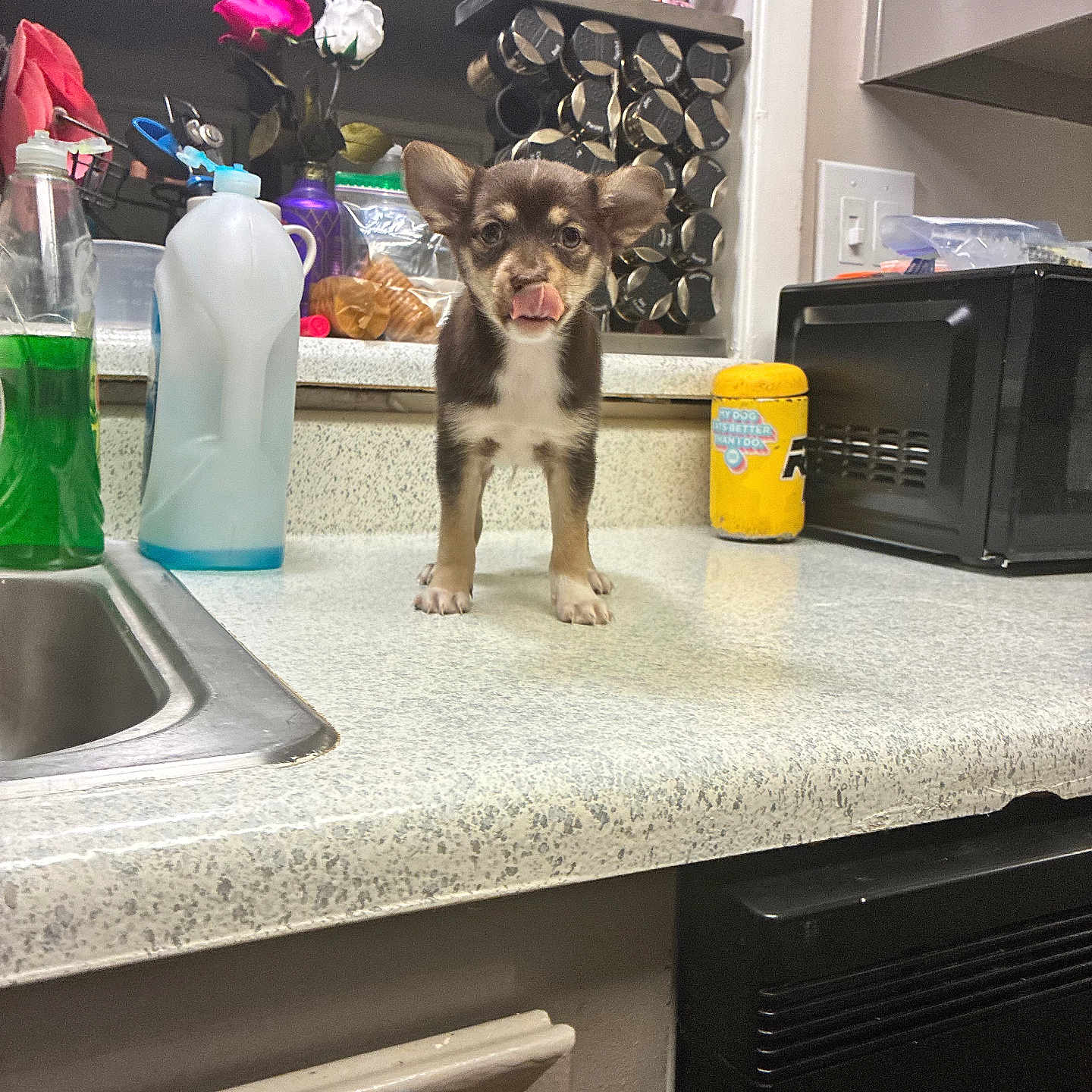 Doffy is registered to the contest to win money with this photo: puppy, dog, kitchen, countertop, tongue_out, dish_soap, microwave, spice_rack, plush_toys, flowers, sink, bottle, cabinet, household_items, pet, small_dog, indoor, cute, standing, tongue