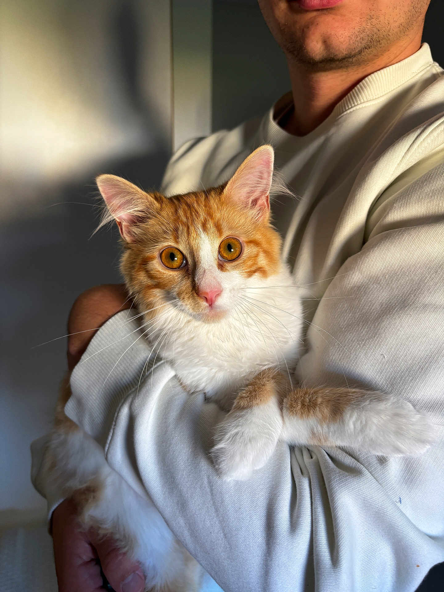Polo a rejoint le concours — aidez-le/la à gagner de superbes lots ! cat, orange_and_white_cat, pet, animal, person, human_arm, sweater, white_sweater, indoor, portrait, close_up, feline, whiskers, soft_fur, curious_eyes, holding, warm_light, shadow, cozy, affection