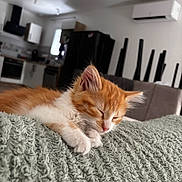 Polo participe au concours pour gagner de l'argent avec cette photo : kitten, cat, sleeping, orange_and_white, pet, indoor, blanket, furniture, kitchen, appliance, cozy, resting, cute, domestic, fur, whiskers, paw, texture, soft, relaxation