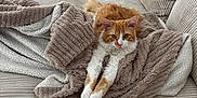 Polo participe au concours pour gagner de l'argent avec cette photo : cat, orange_cat, white_cat, fluffy, blanket, couch, furniture, indoor, relaxing, pet, animal, cozy, stretching, soft_texture, comfortable, home, living_room, fur, resting, cute