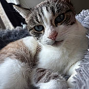 Plume participe au concours pour gagner de l'argent avec cette photo : cat, close_up, indoor, fluffy, gray_blanket, window, natural_light, blue_eyes, relaxed, pet, feline, fur, whiskers, cozy, resting, animal, cute, portrait, soft, domestic