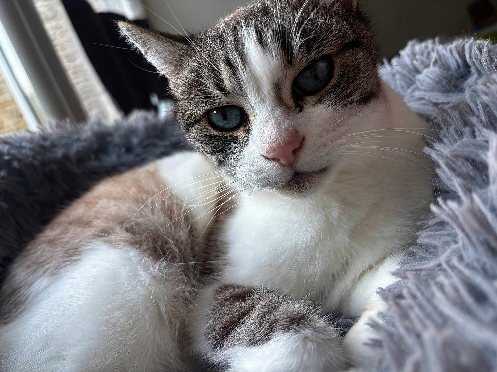 Plume participe au concours pour gagner de l'argent avec cette photo : cat, close_up, indoor, fluffy, gray_blanket, window, natural_light, blue_eyes, relaxed, pet, feline, fur, whiskers, cozy, resting, animal, cute, portrait, soft, domestic