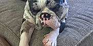 Juno Peltier is registered to the contest to win money with this photo: animal, canine, closeup, comfort, couch, dog, domestic, floor, fur, furniture, home, indoor, living_room, paw, pet, quiet, relaxation, resting, sleeping, toy