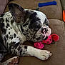 Juno Peltier is registered to the contest to win money with this photo: animal, brown_couch, canine, close_up, couch, cozy, dog, fur, home, indoor, napping, paw, pet, plush_toy, quiet, relaxed, resting, sleeping, spotted_dog, toy