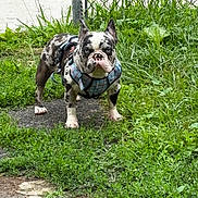 Juno Peltier joined the competition — help win amazing prizes! alert, animal, bulldog, canine, chain_link_fence, daylight, dog, ears, fur, grass, greenery, harness, nature, outdoor, pavement, pet, plaid, sidewalk, spotted, standing
