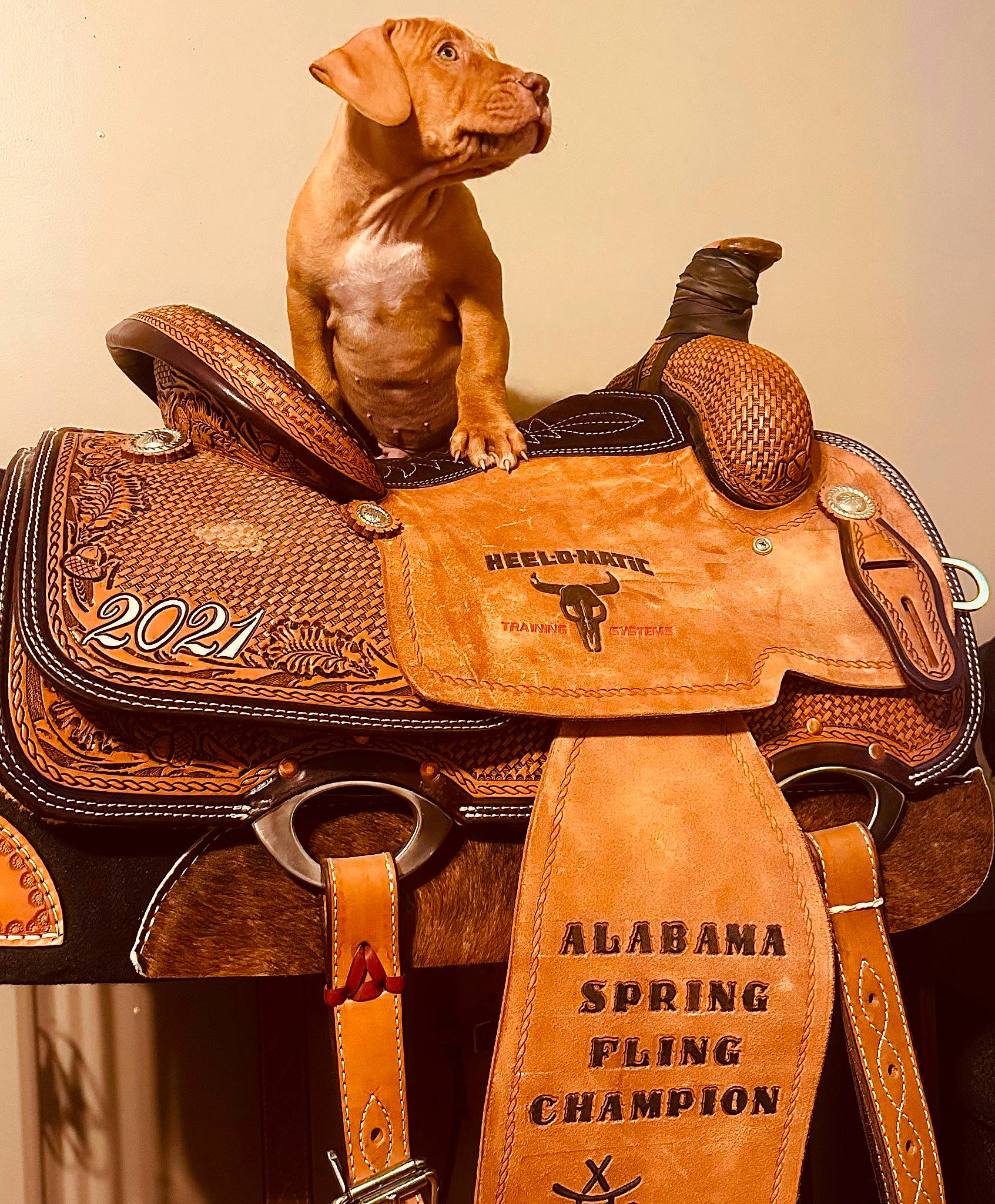 Cyrus joined the competition — help win amazing prizes! art, camel, carnivore, carving, dog, fawn, font, hat, helmet, illustration, mammal, metal, pack_animal, sculpture, terrestrial_animal, toy, vertebrate, visual_arts, wood, working_animal