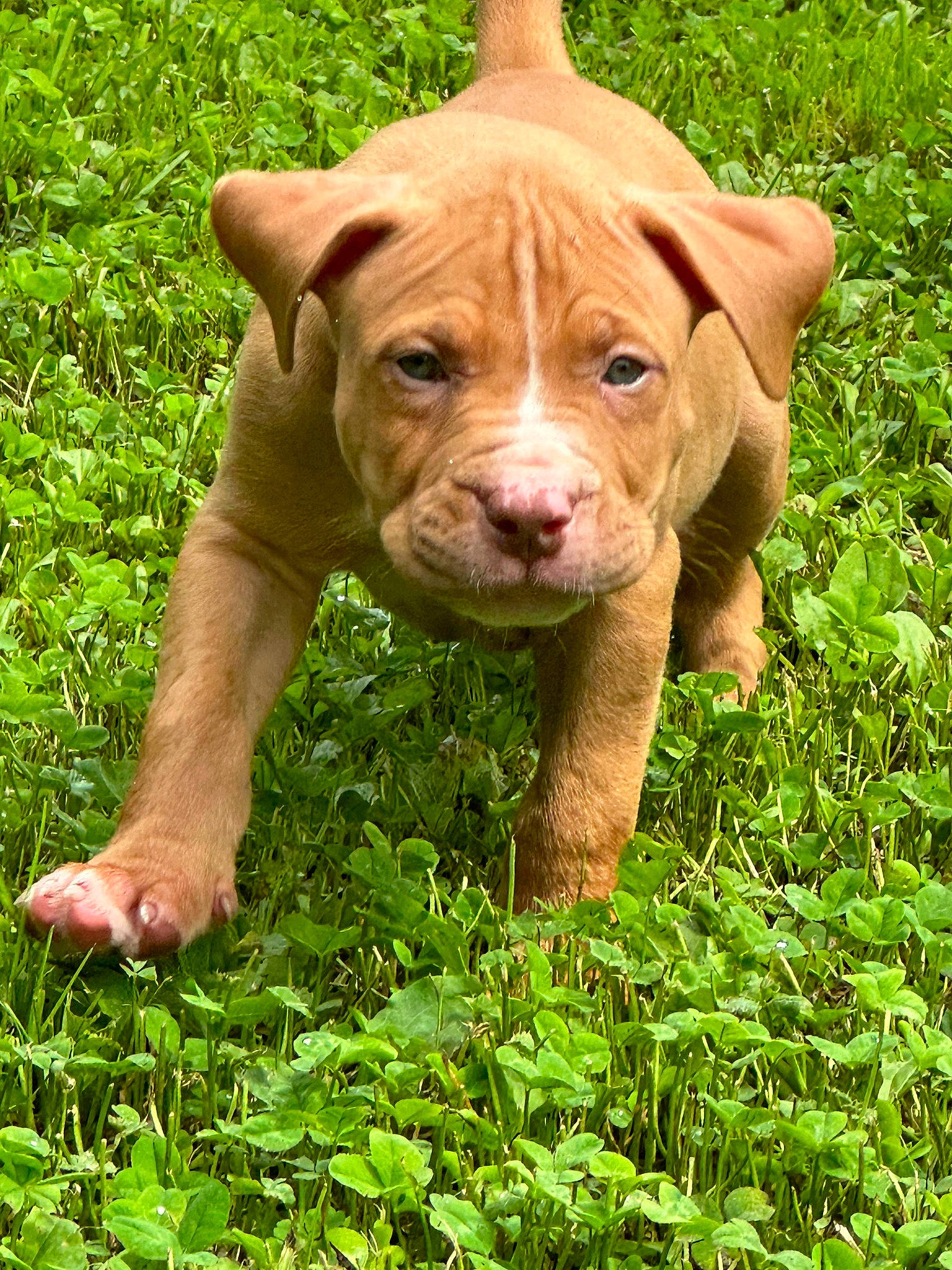 Cyrus joined the competition — help win amazing prizes! art, canidae, carnivore, companion_dog, dog, dog_breed, fawn, grass, grassland, groundcover, liver, molosser, people_in_nature, plant, snout, sporting_group, terrestrial_animal, whiskers, working_animal, wrinkle