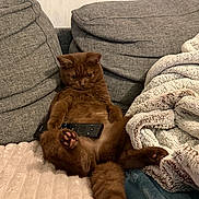 Arya a rejoint le concours — aidez-le/la à gagner de superbes lots ! cat, brown_cat, remote_control, couch, blanket, cozy, furniture, pet, animal, relaxed, indoor, soft_texture, paws, fluffy, cute, domestic, resting, living_room, fur, comfort