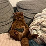 cat, brown_cat, remote_control, couch, blanket, cozy, furniture, pet, animal, relaxed, indoor, soft_texture, paws, fluffy, cute, domestic, resting, living_room, fur, comfort