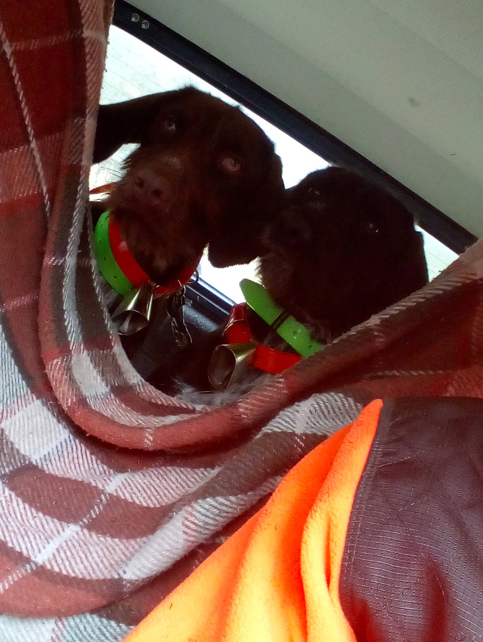 Or-k participe au concours pour gagner de l'argent avec cette photo : canidae, carnivore, dog, german_shorthaired_pointer, pointing_breed, sporting_group, vizsla, weimaraner