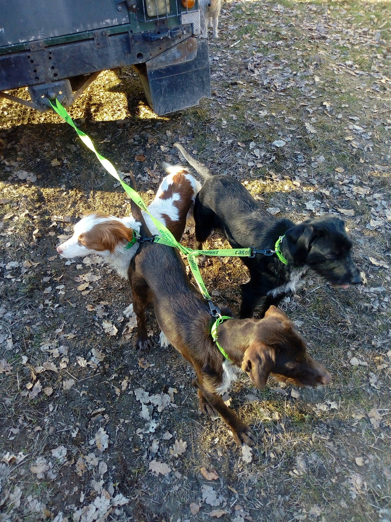 Or-k a rejoint le concours — aidez-le/la à gagner de superbes lots ! canidae, carnivore, dog, dog_breed, hunting_dog, street_dog