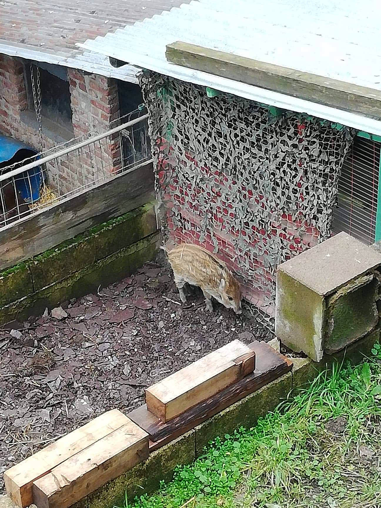 Dodole a rejoint le concours — aidez-le/la à gagner de superbes lots ! apiary, bee, beehive, furniture, grass, honeybee, insect, membrane_winged_insect, table, wood