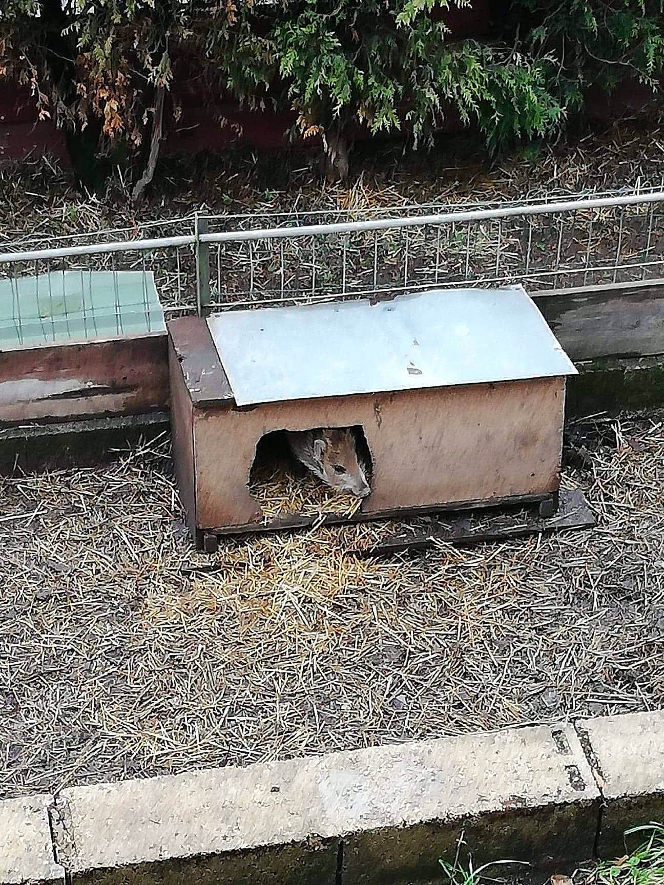 Dodole a rejoint le concours — aidez-le/la à gagner de superbes lots ! architecture, bench, concrete, furniture, grass, house, metal, plant, soil, table, tree, wood