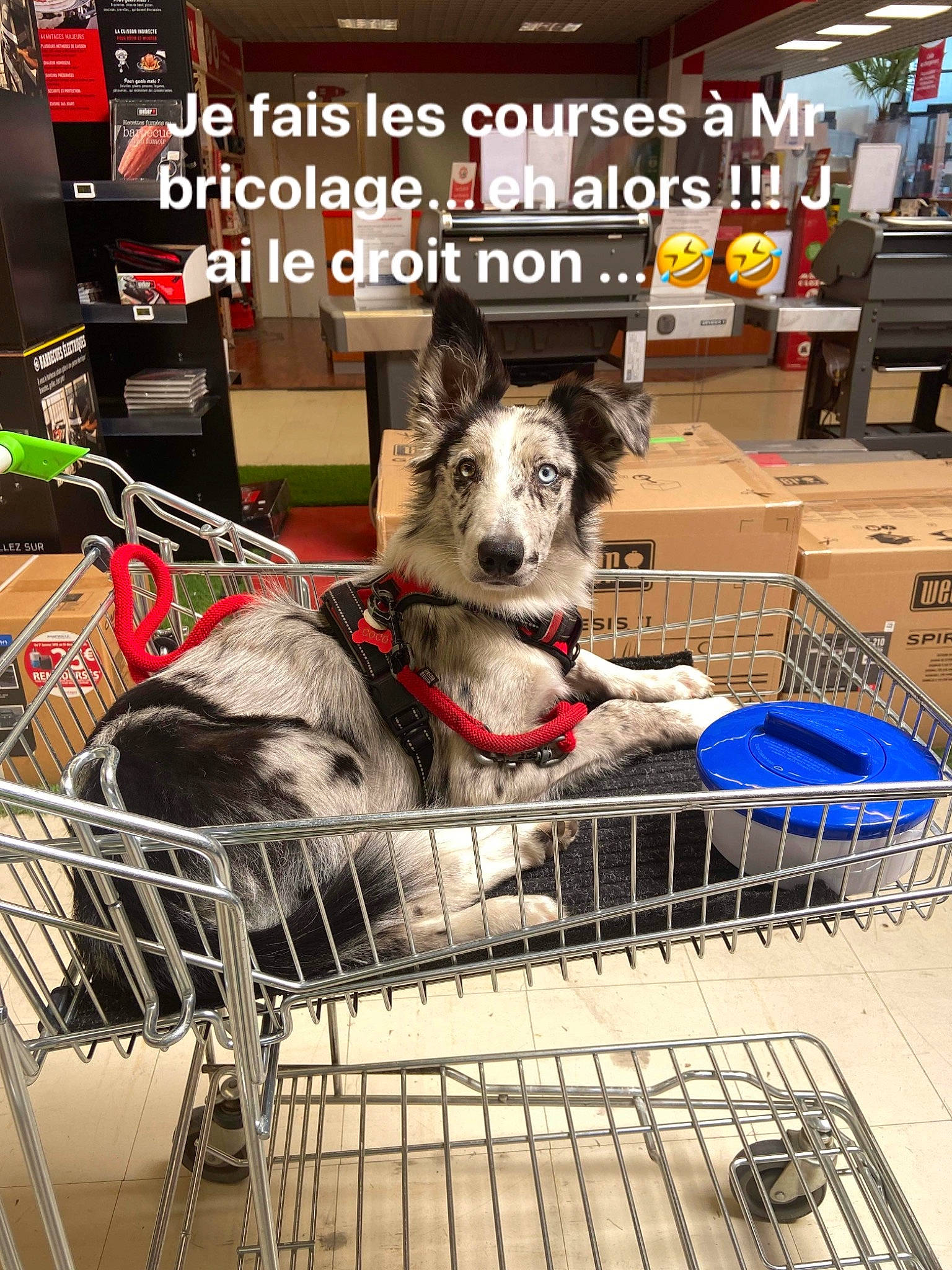 Coco a rejoint le concours — aidez-le/la à gagner de superbes lots ! baby_products, canidae, carnivore, cart, companion_dog, dog, dog_breed, dog_crate, dog_sled, dog_supply, fur, motor_vehicle, retail, service, shopping, shopping_cart, sled_dog, snout, sporting_group, working_animal