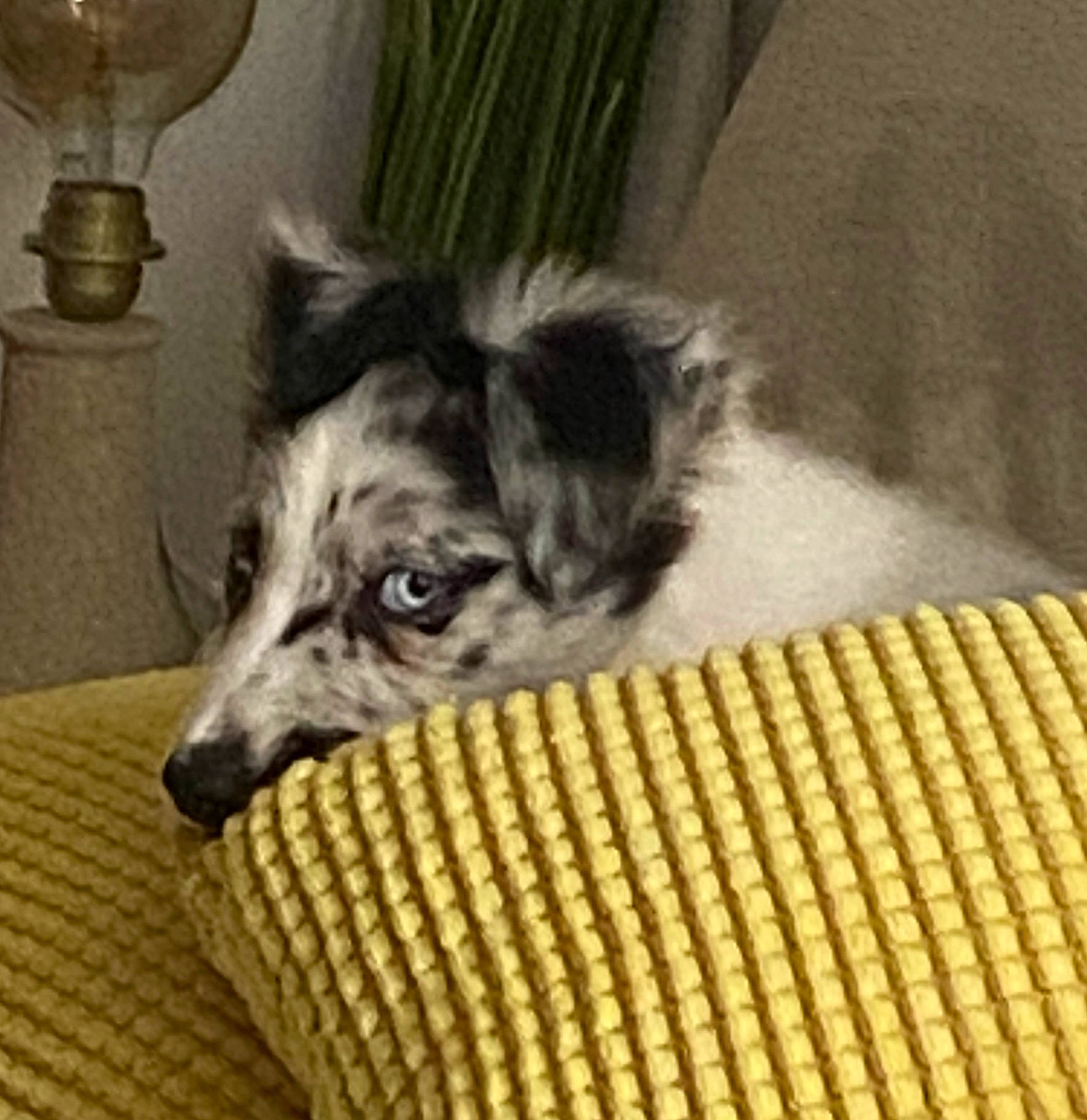 Coco a rejoint le concours — aidez-le/la à gagner de superbes lots ! canidae, carnivore, comfort, companion_dog, couch, curtain, dog, dog_breed, fur, sighthound, sporting_group, terrestrial_animal, texas_heeler, whiskers, working_animal, working_dog