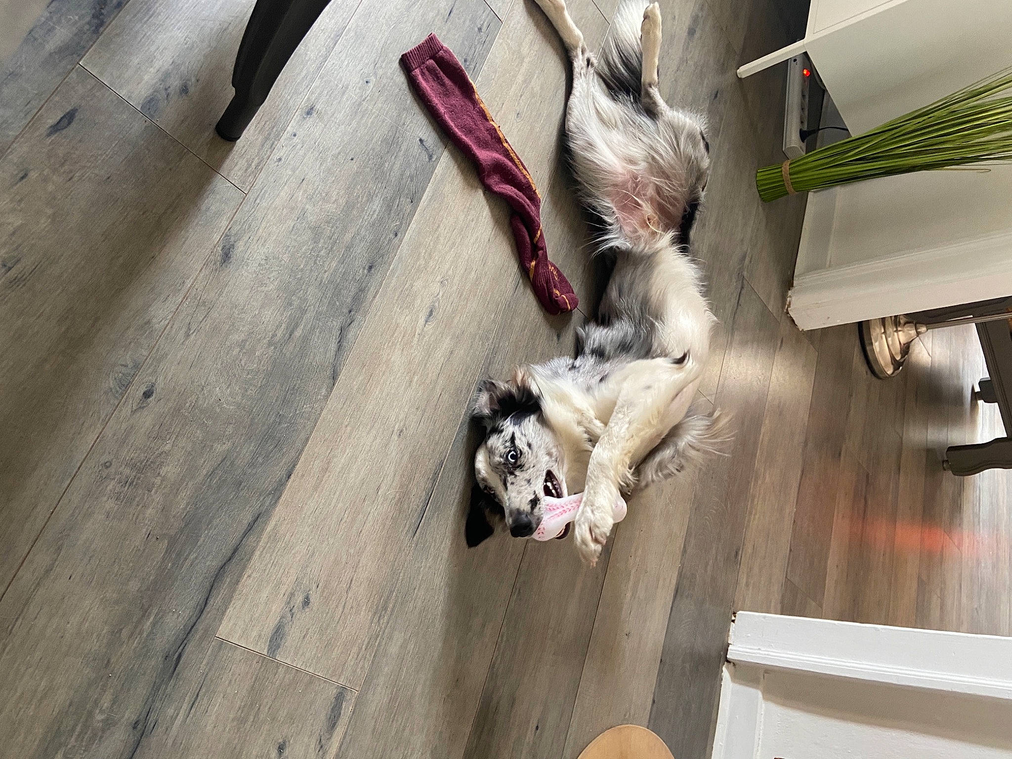 Coco a rejoint le concours — aidez-le/la à gagner de superbes lots ! carnivore, comfort, companion_dog, dog_breed, fawn, felidae, floor, flooring, fur, grey, hardwood, laminate_flooring, plank, small_to_medium_sized_cats, sporting_group, tail, whiskers, wood, wood_flooring, wood_stain