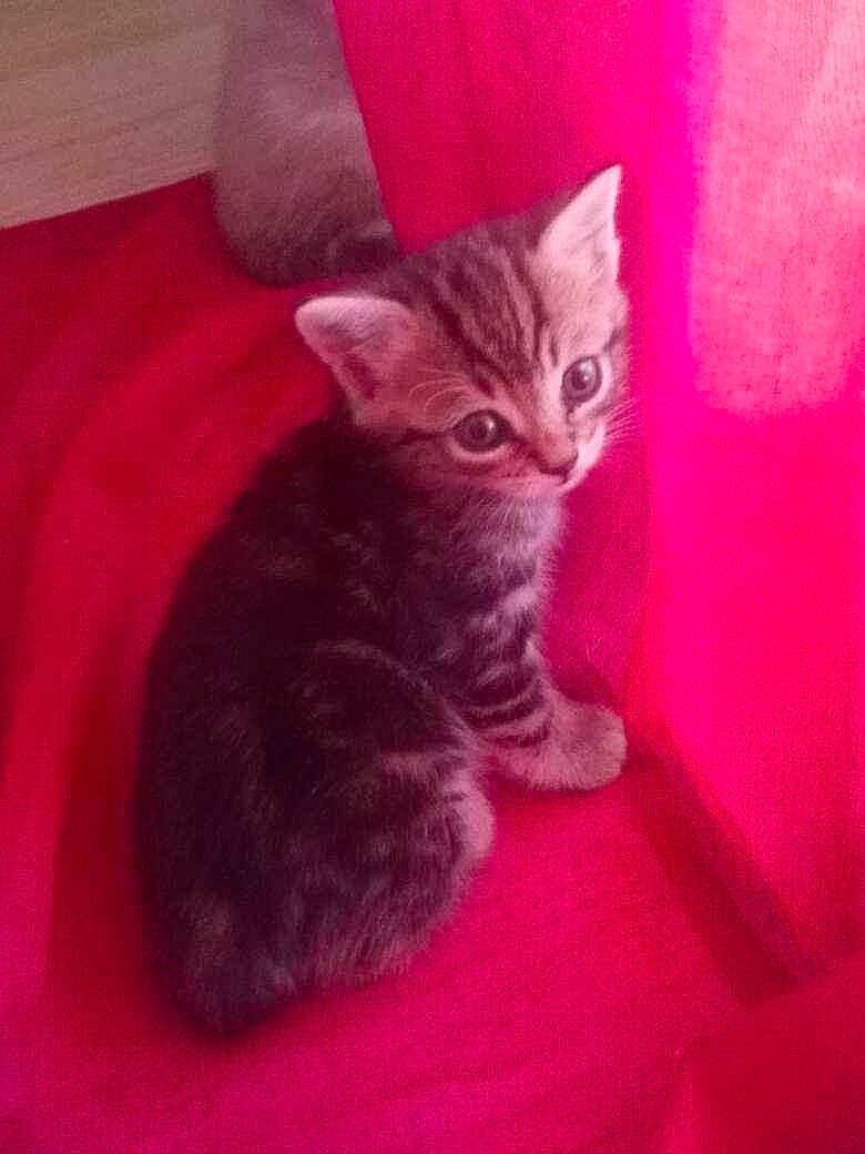 Moly participe au concours pour gagner de l'argent avec cette photo : american_shorthair, asian, british_shorthair, carnivore, cat, domestic_short_haired_cat, european_shorthair, fawn, felidae, german_rex, kitten, mammal, polydactyl_cat, small_to_medium_sized_cats, tabby_cat, tail, vertebrate, whiskers