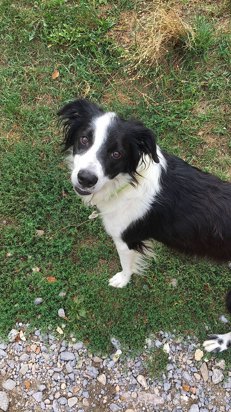 Malie a rejoint le concours — aidez-le/la à gagner de superbes lots ! australian_collie, australian_shepherd, border_collie, canidae, carnivore, companion_dog, dog, dog_breed, english_shepherd, herding_dog, mammal, mcnab, miniature_australian_shepherd, rare_breed_dog, sporting_group, stabyhoun, texas_heeler, vertebrate, welsh_sheepdog, working_dog