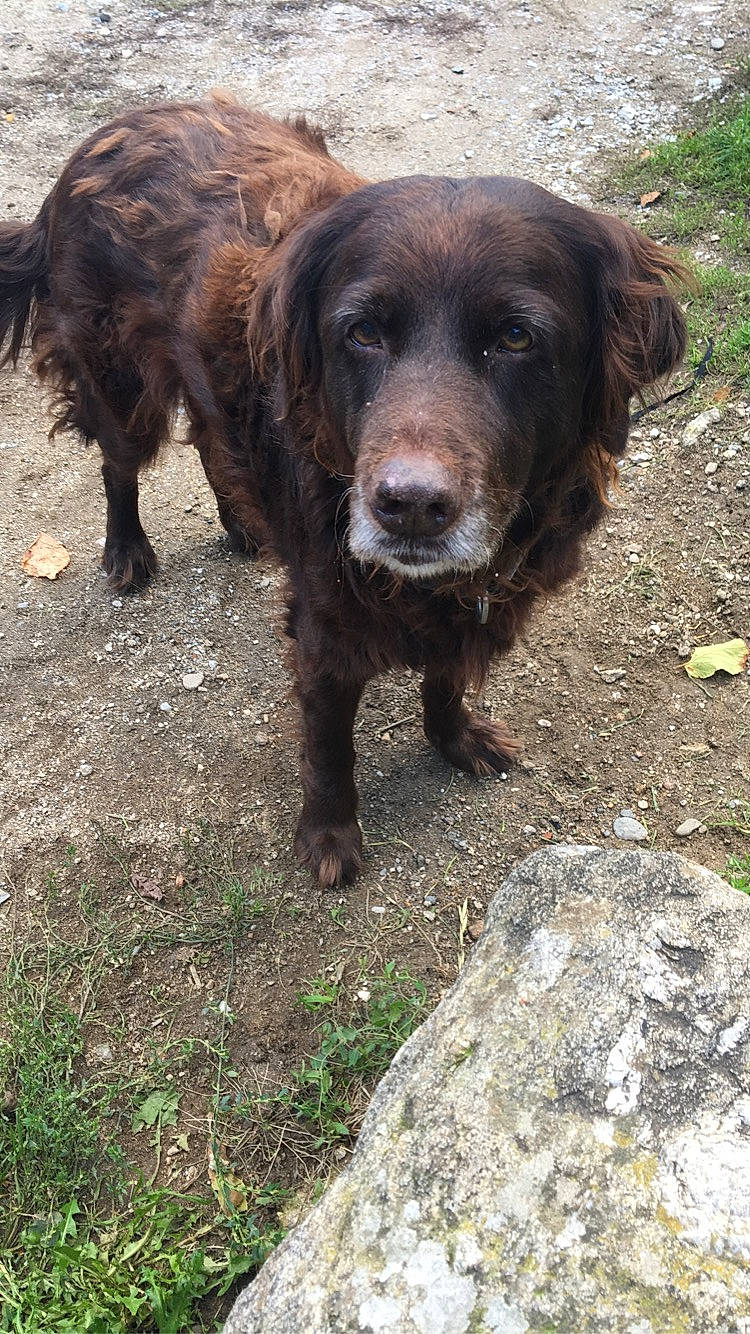 Zia a rejoint le concours — aidez-le/la à gagner de superbes lots ! blue_picardy_spaniel, boykin_spaniel, canidae, carnivore, dog, dog_breed, flat_coated_retriever, german_longhaired_pointer, german_spaniel, hunting_dog, liver, mammal, picardy_spaniel, pudelpointer, retriever, spaniel, sporting_group, stichelhaar, sussex_spaniel, vertebrate