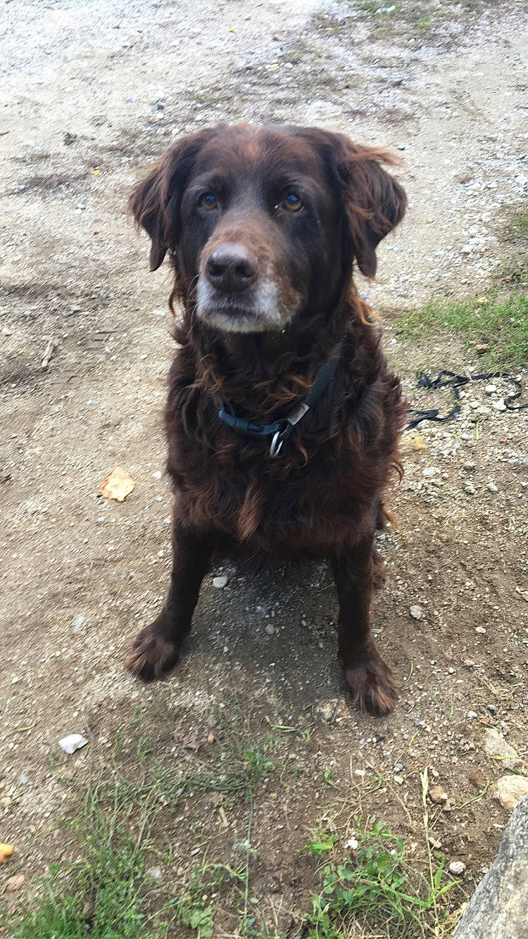 Zia participe au concours pour gagner de l'argent avec cette photo : boykin_spaniel, canidae, carnivore, companion_dog, dog, dog_breed, flat_coated_retriever, german_longhaired_pointer, hunting_dog, labrador_retriever, liver, mammal, retriever, spaniel, sporting_group, vertebrate