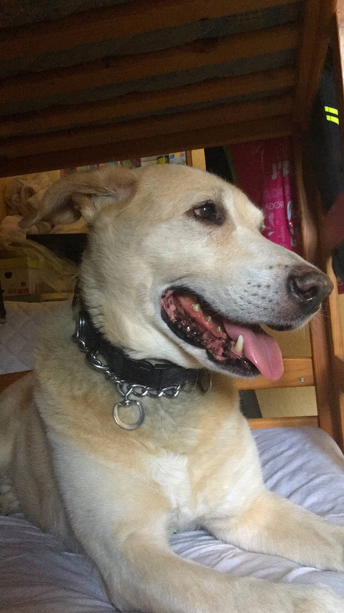 Djo participe au concours pour gagner de l'argent avec cette photo : anatolian_shepherd_dog, ancient_dog_breeds, canidae, carnivore, central_asian_shepherd_dog, dog, dog_breed, fawn, livestock_guardian_dog, mammal, rare_breed_dog, snout, vertebrate