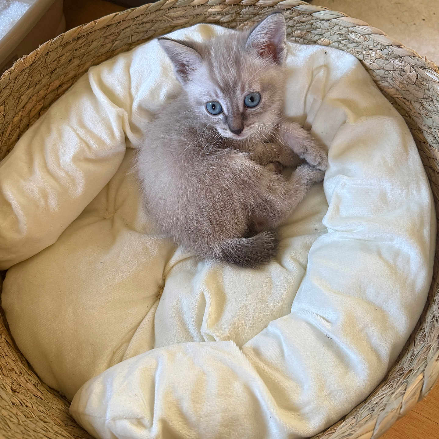 Blue a rejoint le concours — aidez-le/la à gagner de superbes lots ! kitten, cat, blue_eyes, fluffy, fur, pet, animal, basket, woven, cushion, bed, cozy, indoor, home, portrait, sitting, tail, ears, cream_colored, cute