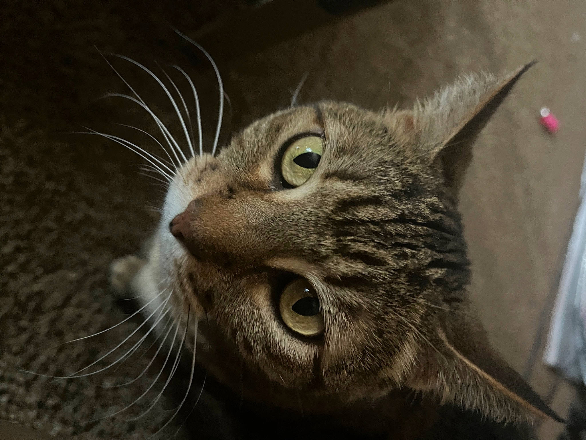 Angel Puss joined the competition — help win amazing prizes! carnivore, cat, domestic_short_haired_cat, felidae, fur, small_to_medium_sized_cats, snout, terrestrial_animal, whiskers, wildlife