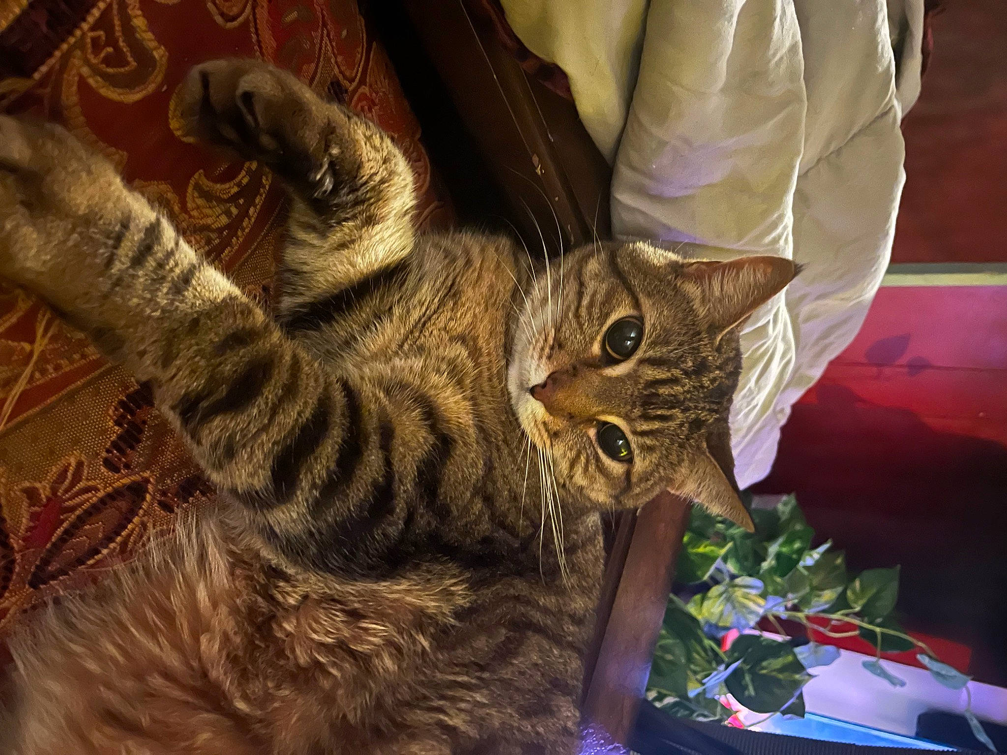 Angel Puss joined the competition — help win amazing prizes! carnivore, cat, claw, domestic_short_haired_cat, felidae, fur, pattern, small_to_medium_sized_cats, snout, tail, terrestrial_animal, tree, whiskers, wildlife