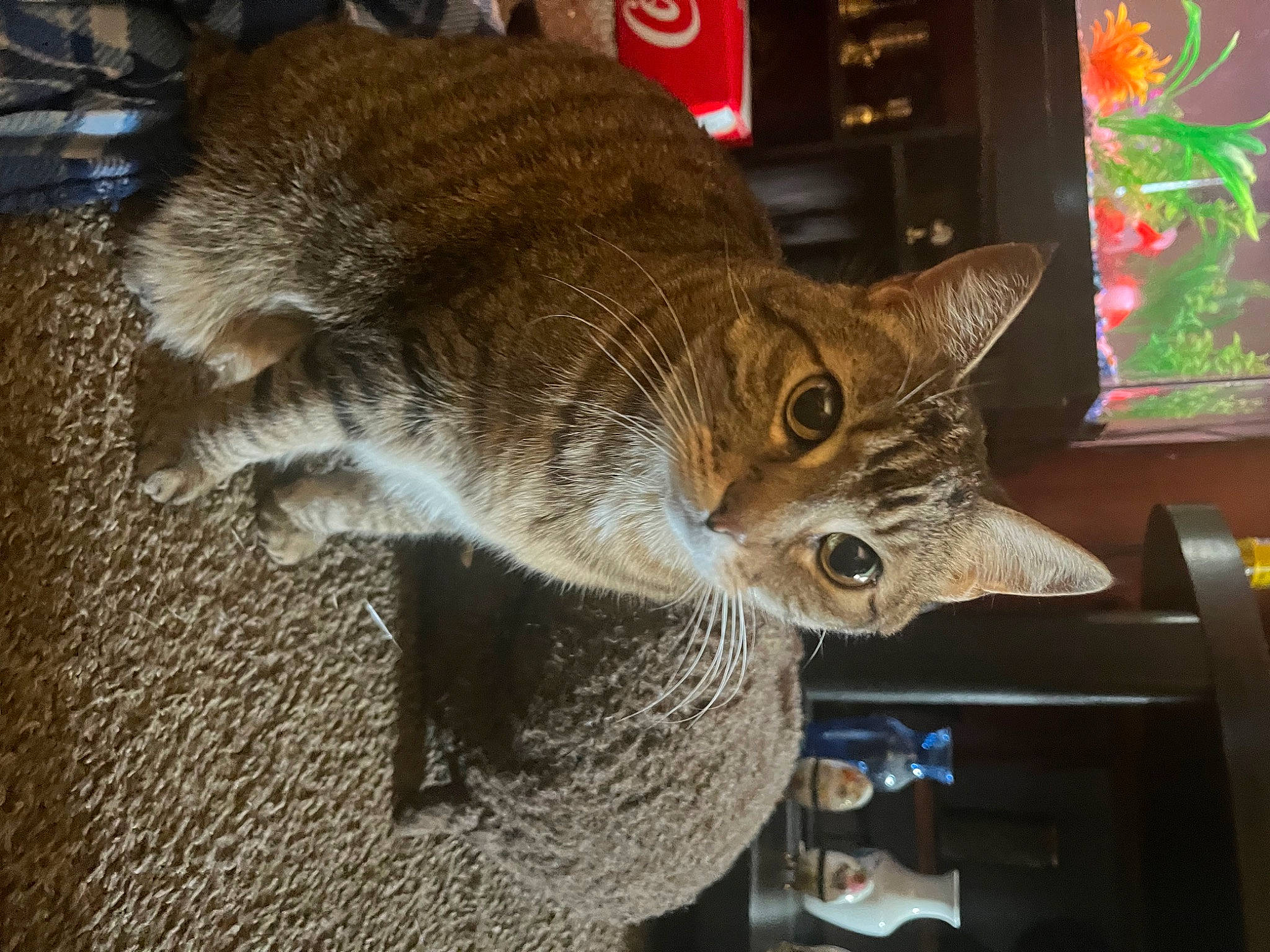 Angel Puss is registered to the contest to win money with this photo: carnivore, cat, cat_supply, claw, domestic_short_haired_cat, fawn, felidae, fur, houseplant, metal, small_to_medium_sized_cats, snout, tail, terrestrial_animal, whiskers, wildlife