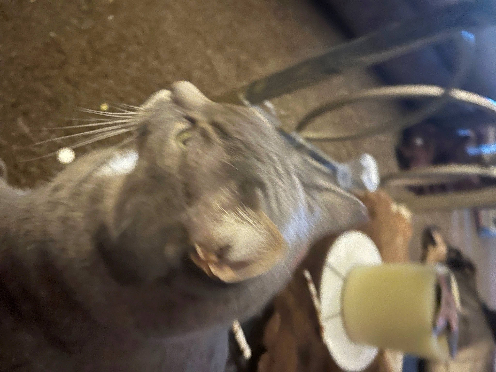 Kiddie is registered to the contest to win money with this photo: california_sea_lion, claw, domestic_short_haired_cat, felidae, fur, fur_seal, harbor_seal, marine_mammal, muroidea, mustelidae, paper_towel, rodent, seal, small_to_medium_sized_cats, snout, steller_sea_lion, tail, terrestrial_animal, whiskers, wildlife