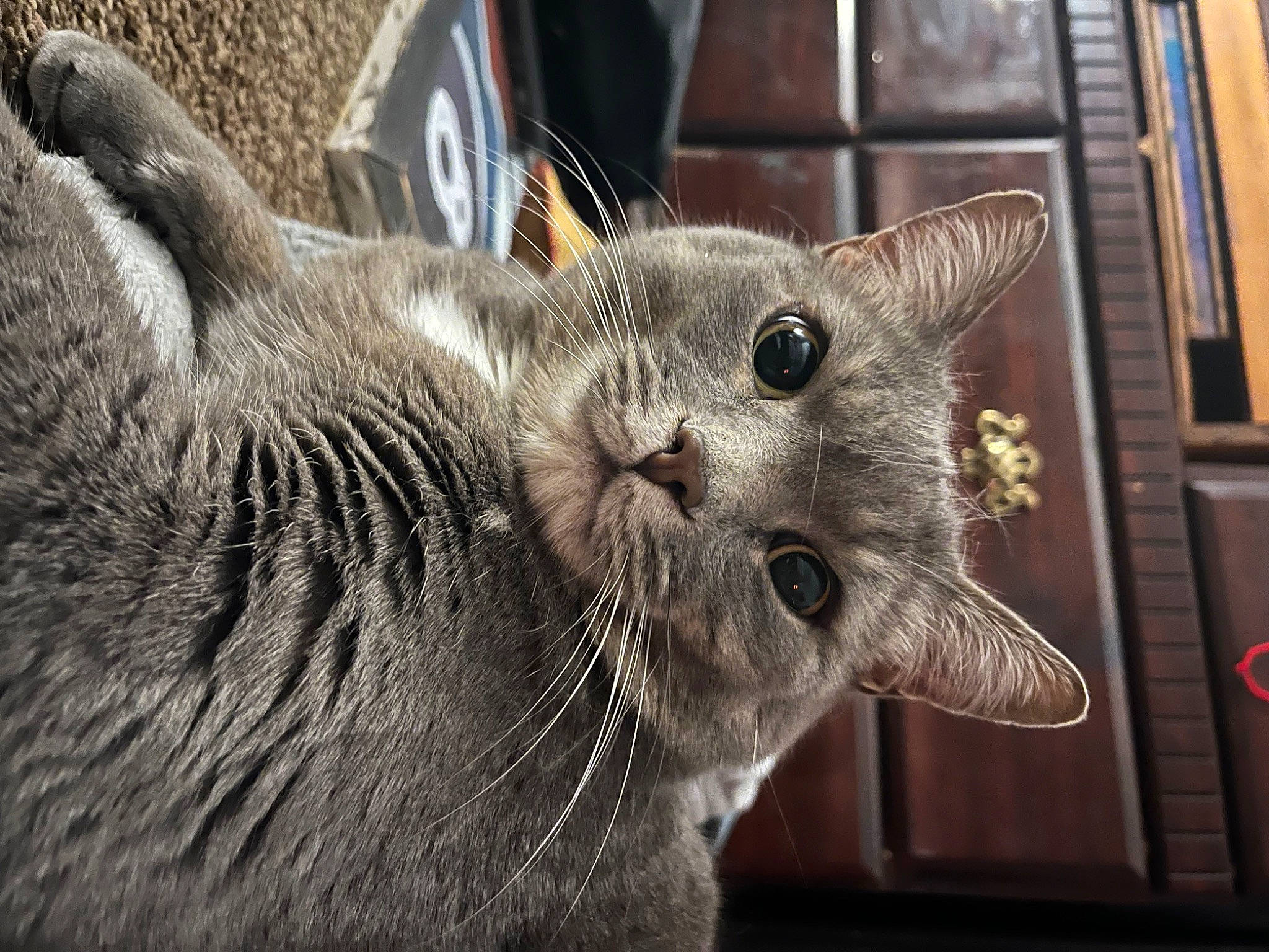 Kiddie joined the competition — help win amazing prizes! carnivore, cat, claw, domestic_short_haired_cat, felidae, fur, grey, paw, picture_frame, russian_blue, small_to_medium_sized_cats, snout, terrestrial_animal, whiskers, wildlife, window