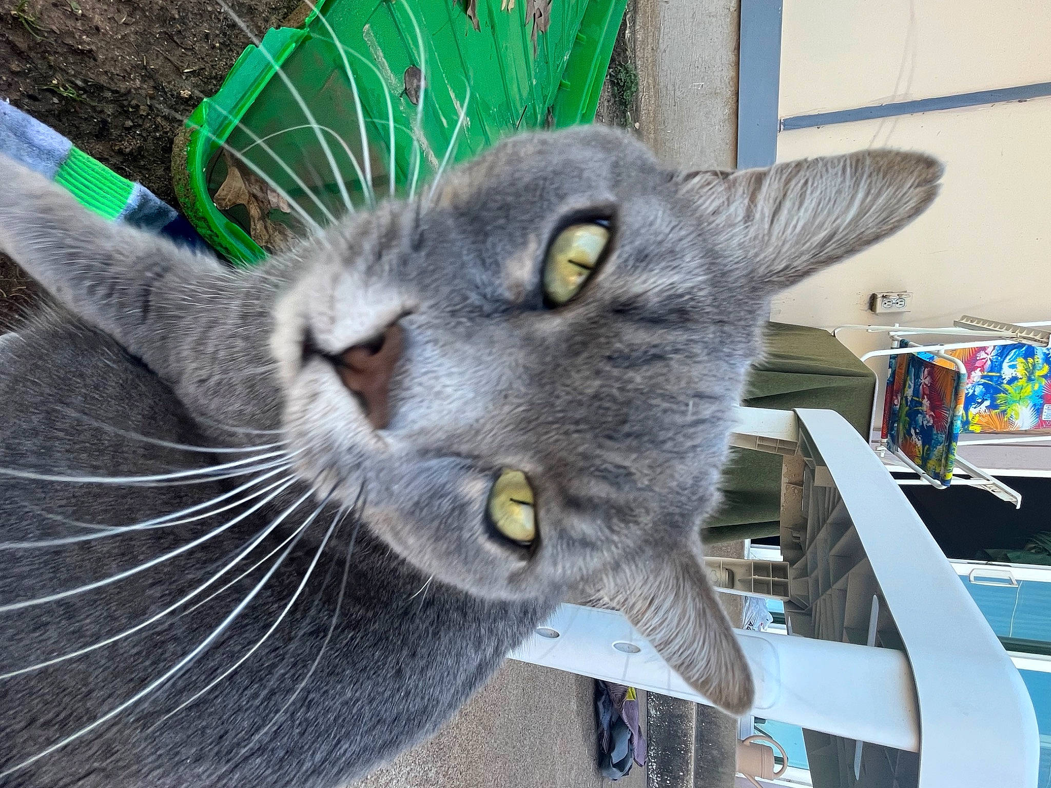 Kiddie is registered to the contest to win money with this photo: carnivore, cat, domestic_short_haired_cat, felidae, fur, grey, russian_blue, small_to_medium_sized_cats, snout, whiskers, window