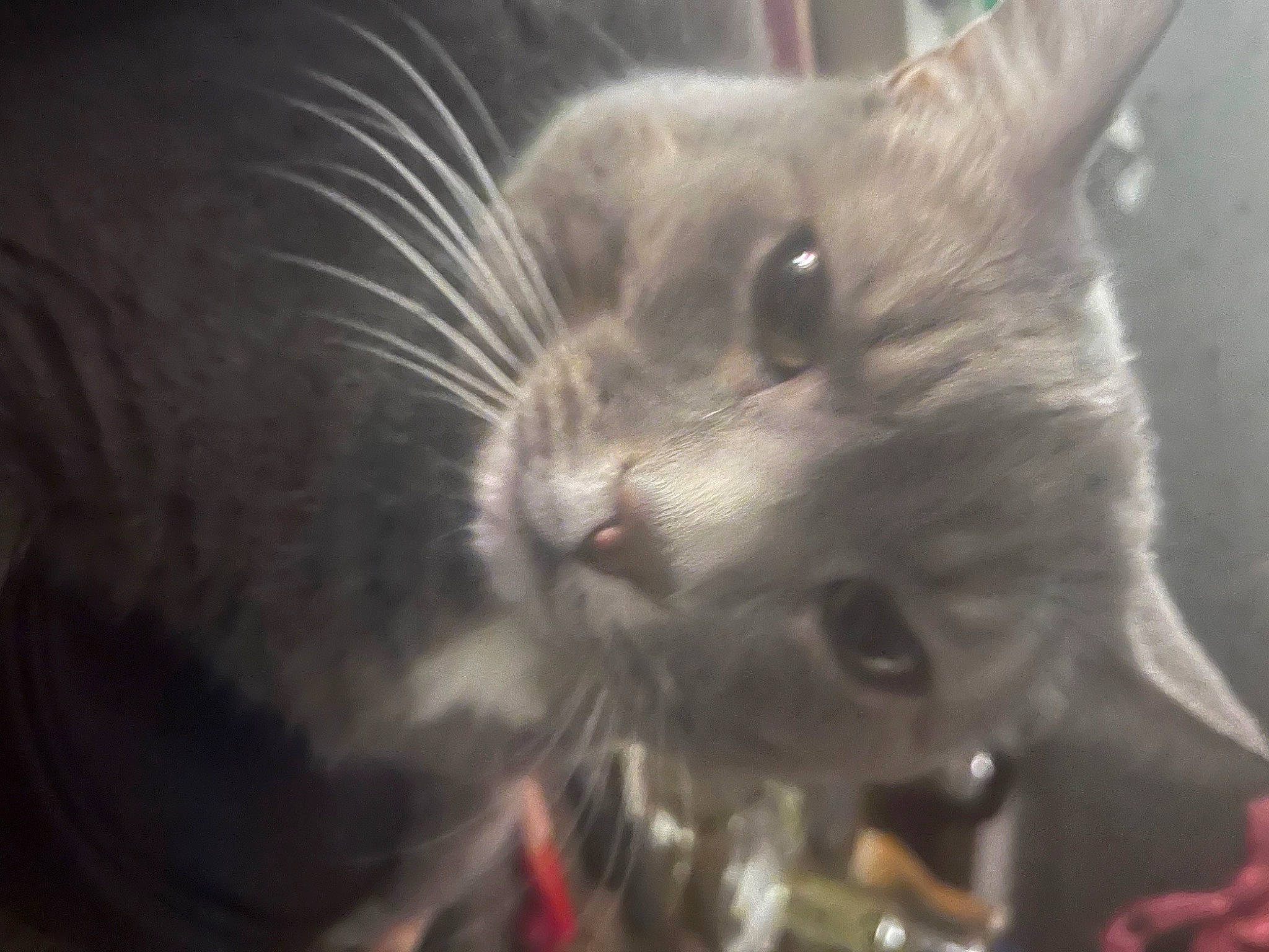 Kiddie is registered to the contest to win money with this photo: carnivore, cat, cat_supply, claw, domestic_short_haired_cat, ear, fang, fawn, felidae, fur, paw, small_to_medium_sized_cats, snout, thai, whiskers