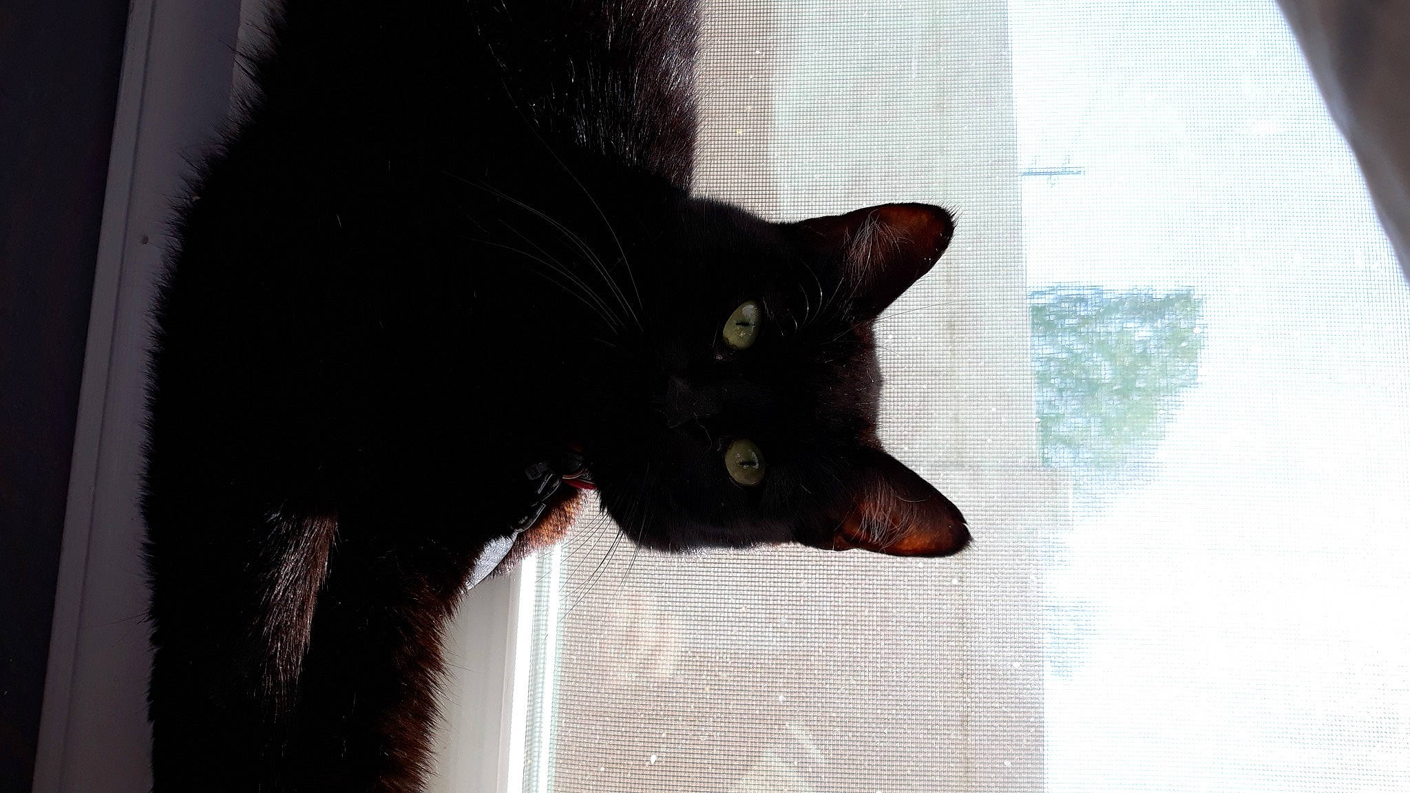 Spooky Mommas is registered to the contest to win money with this photo: black_cat, bombay, carnivore, cat, domestic_short_haired_cat, felidae, fur, havana_brown, plant, small_to_medium_sized_cats, snout, tail, terrestrial_animal, whiskers, window