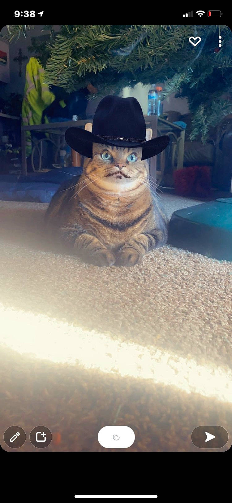 Cali joined the competition — help win amazing prizes! automotive_tire, carnivore, door, fawn, fedora, felidae, glasses, hat, headgear, plant, small_to_medium_sized_cats, snout, sun_hat, sunglasses, tail, tints_and_shades, tree, whiskers, window, wood