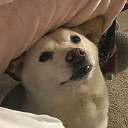 Piper joined the competition — help win amazing prizes! animal, blanket, canine, carpet, comfort, cozy, curious, cute, dog, ears, expression, face, fur, home, indoors, light, looking_up, pet, snout, soft_texture