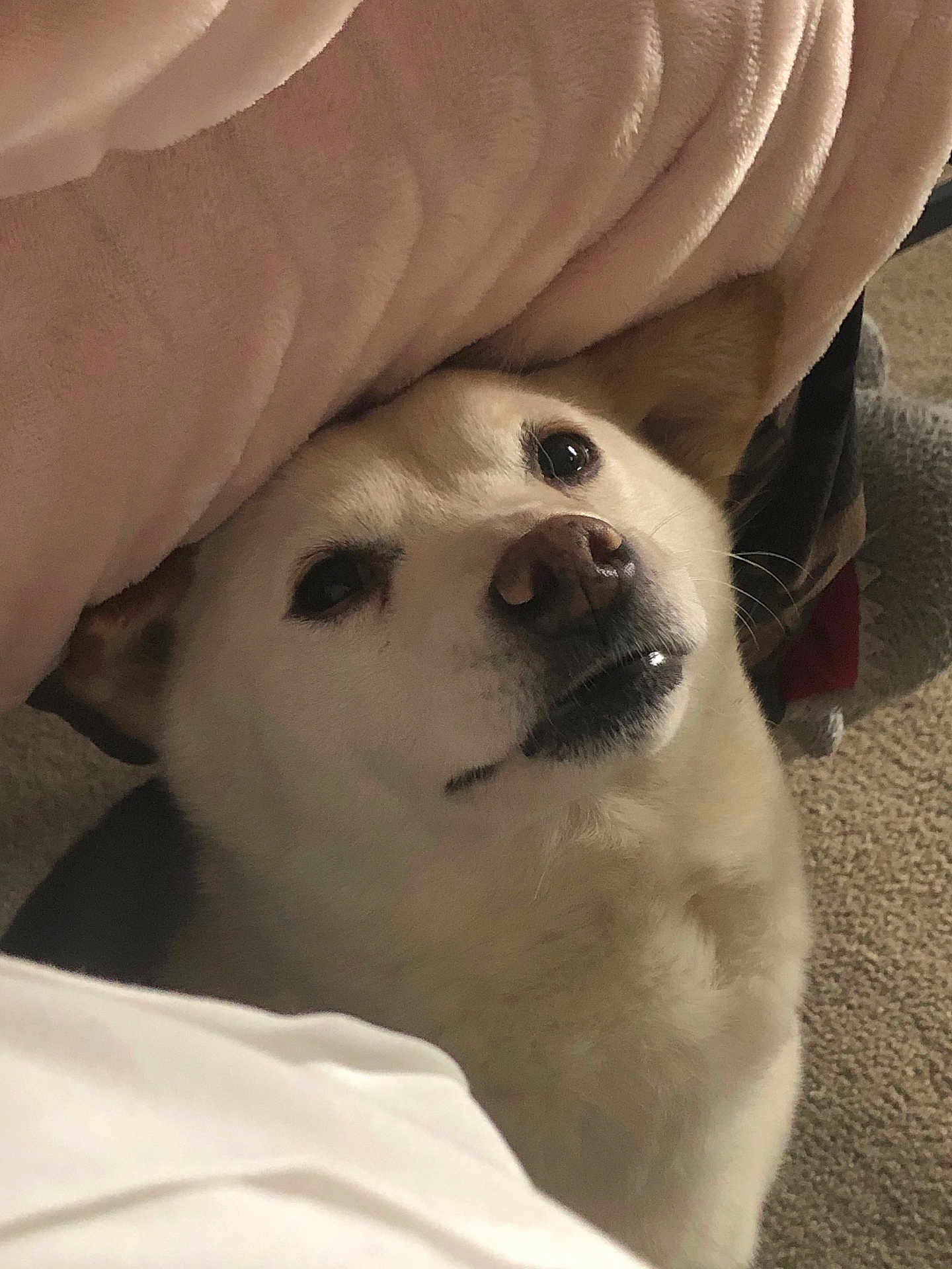 Piper