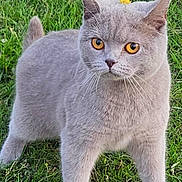 Daisy is registered to the contest to win money with this photo: cat, gray_cat, amber_eyes, grass, flower, outdoor, pet, animal, feline, nature, greenery, cute, whiskers, ears, fur, standing, alert, closeup, smartphone_screenshot, app_icons