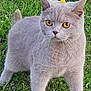 cat, gray_cat, amber_eyes, grass, flower, outdoor, pet, animal, feline, nature, greenery, cute, whiskers, ears, fur, standing, alert, closeup, smartphone_screenshot, app_icons