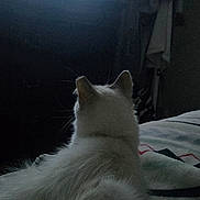 Eleanor joined the competition — help win amazing prizes! cat, white_cat, fluffy, pet, animal, sitting, back_view, television, screen, bed, bedroom, blanket, indoor, dim_lighting, cozy, watching_tv, entertainment, fur, ears, relaxed