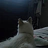 animal, back_view, bed, bedroom, blanket, cat, cozy, dim_lighting, ears, entertainment, fluffy, fur, indoor, pet, relaxed, screen, sitting, television, watching_tv, white_cat