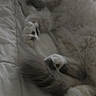 Eleanor joined the competition — help win amazing prizes! cat, sleeping, fluffy, white_fur, pet, animal, indoors, bed, blanket, paws, tail, relaxed, napping, cozy, soft, portrait, closeup, upside_down, home, cute