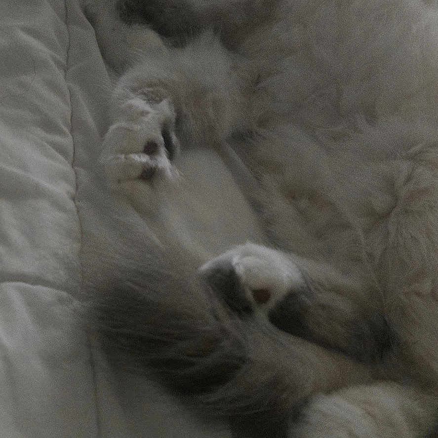 Eleanor