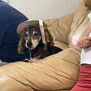 Bouba a rejoint le concours — aidez-le/la à gagner de superbes lots ! dog, pet, hat, wig, curls, beige_couch, leather, indoor, person_partial, pants, white_shirt, relaxed, funny, costume, home, furniture, animal, sitting, cute, expression