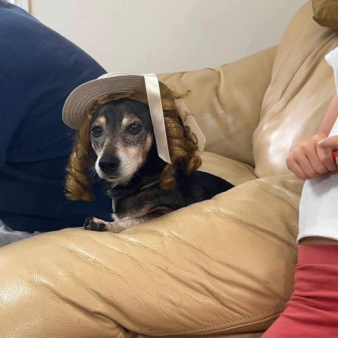 Bouba a rejoint le concours — aidez-le/la à gagner de superbes lots ! animal, beige_couch, costume, curls, cute, dog, expression, funny, furniture, hat, home, indoor, leather, pants, person_partial, pet, relaxed, sitting, white_shirt, wig