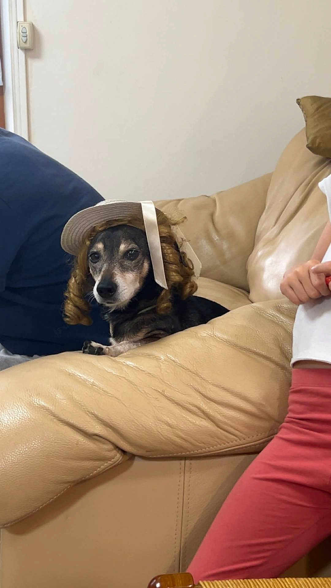 Bouba a rejoint le concours — aidez-le/la à gagner de superbes lots ! dog, pet, hat, wig, curls, beige_couch, leather, indoor, person_partial, pants, white_shirt, relaxed, funny, costume, home, furniture, animal, sitting, cute, expression